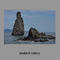 seabird colony